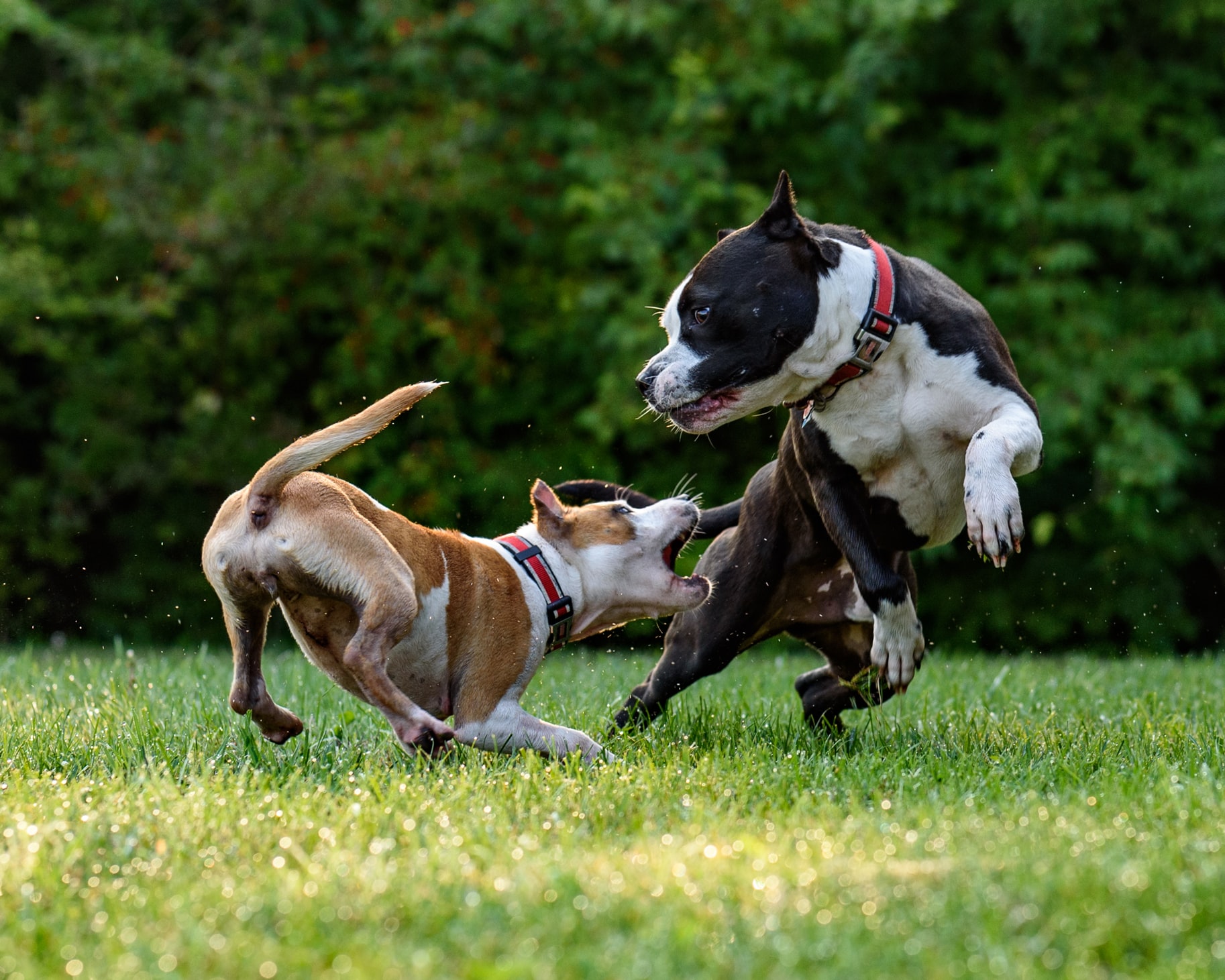 aggressive dog training aggressive dog training