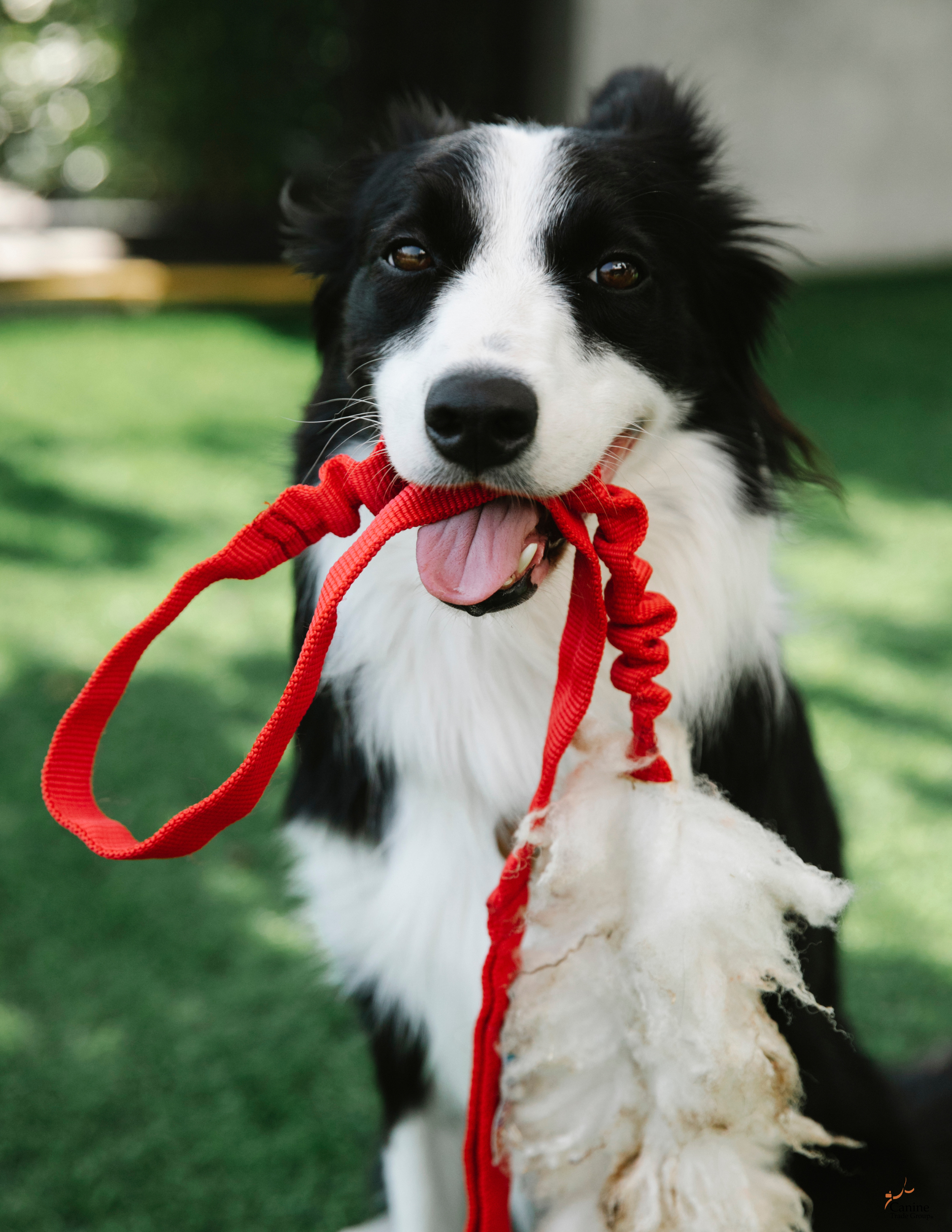 leash training leash training
