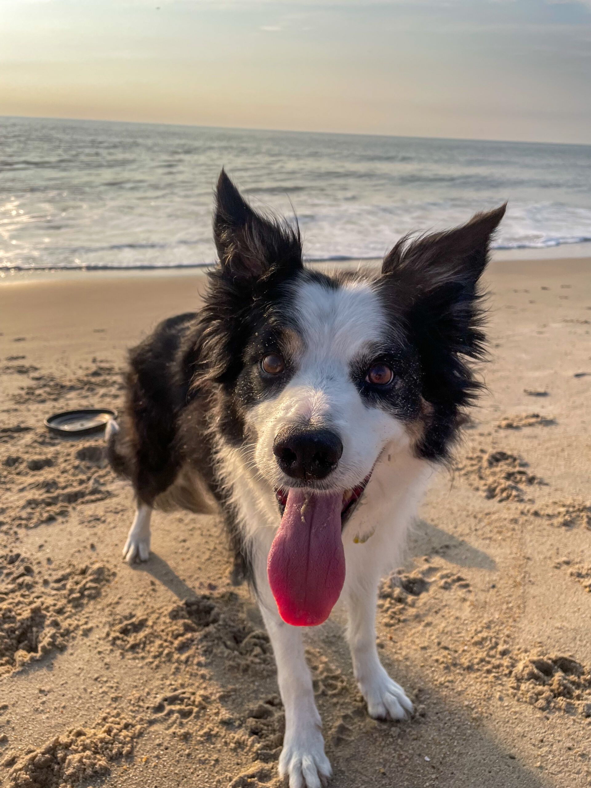 dog training in delaware dog training in delaware